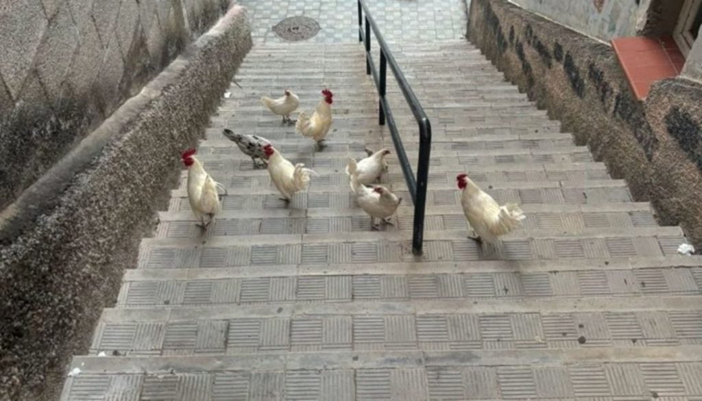 Más de 50 gallos y gallinas tienen en jaque a Valleseco entre cantos de madrugada y abolladuras en los coches