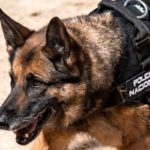 El infalible olfato de dos perros policía destapa un ingenioso escondite de droga en Canarias