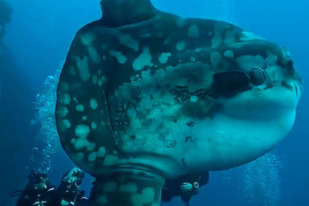 Pez luna gigante en El Hierro
