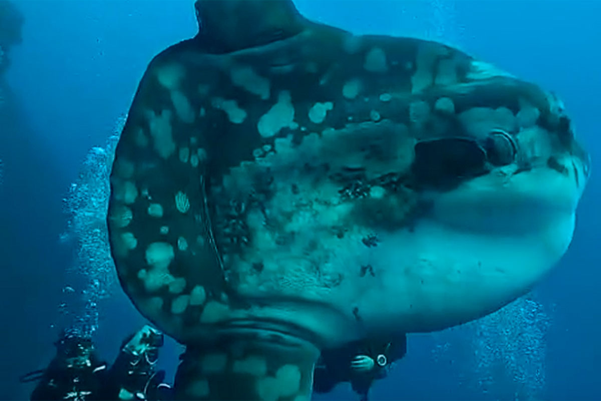 Pez luna gigante en El Hierro