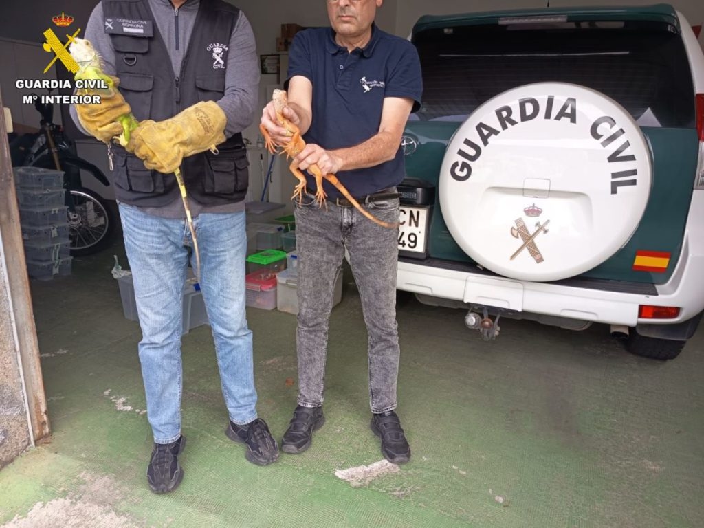 Iguanas, camaleones y dragones barbudos: encuentran 19 especies protegidas dentro de una vivienda en Canarias