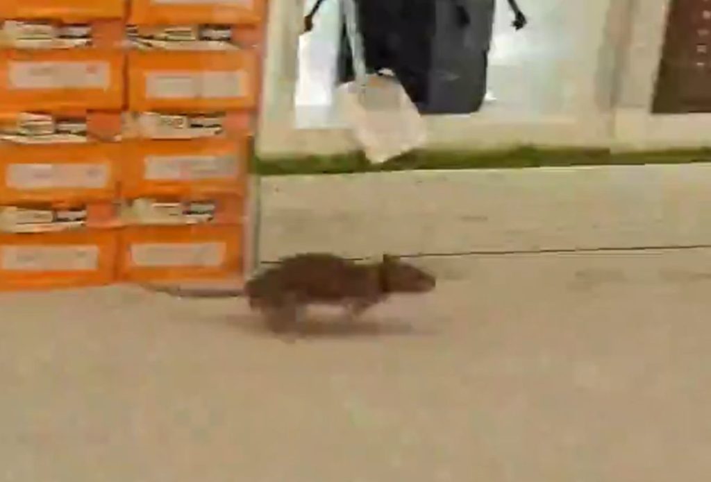 Ratas en Candelaria. | RTVC