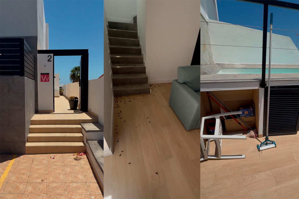 Vacaciones de pesadilla en Canarias: alquilan una villa por 250 euros la noche y se encuentran “más de 400 cucarachas muertas”