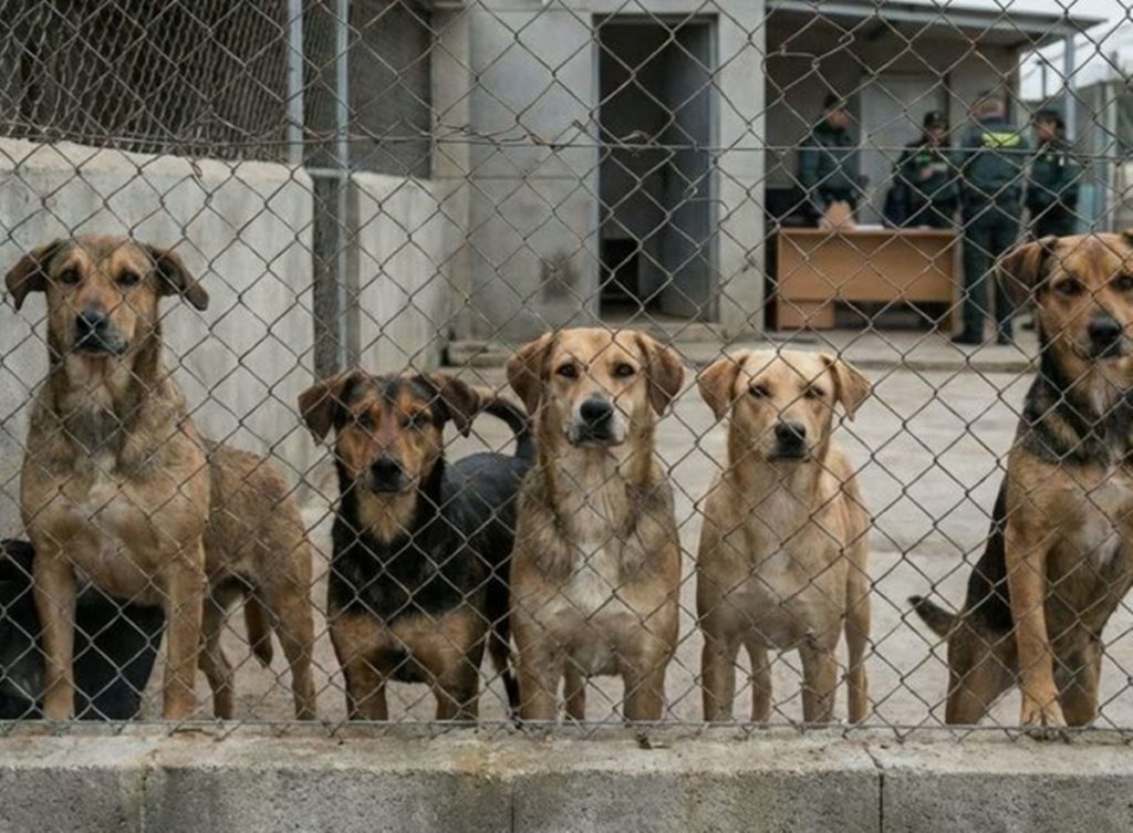Perros al cuidado de la entidad Adepac.
