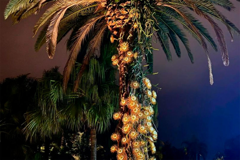 El milagro de una noche en un hotel de Tenerife: 64 flores que mueren al amanecer