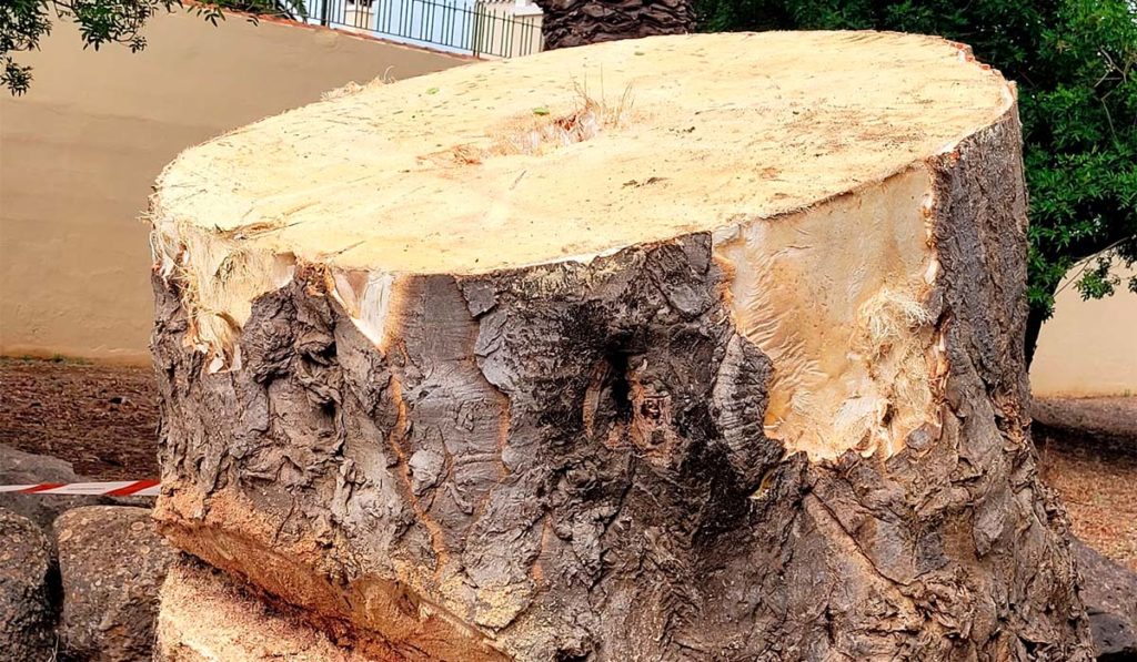 El material vegetal del drago de La Laguna se incorpora a la Librería de Productos Naturales de Tenerife para su estudio científico