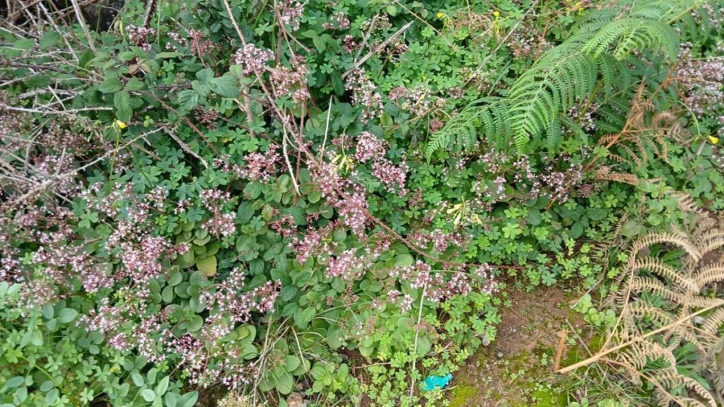 Especie invasora en el parque rural de Anaga.