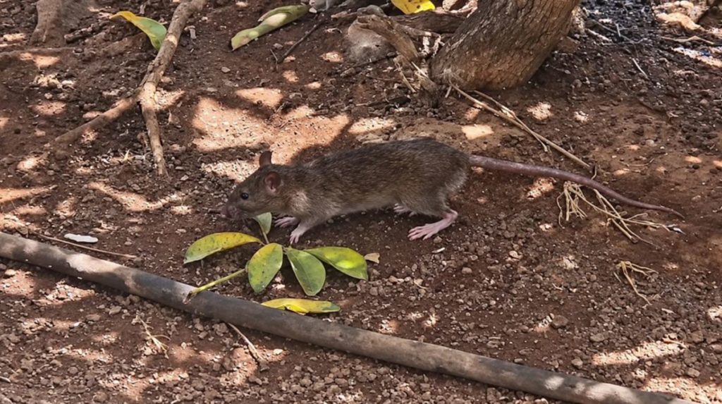 Una rata campa a sus anchas en el parque infantil de Tomé Cano, en Santa Cruz de Tenerife