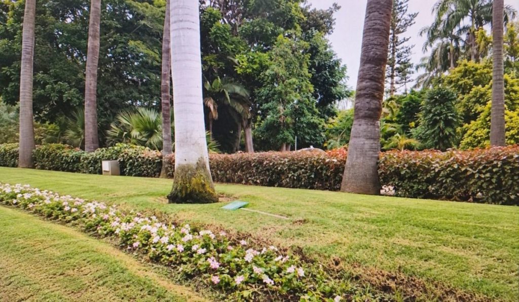 Vandalismo en el García Sanabria: tumban la señal de no pisar y escachan las flores